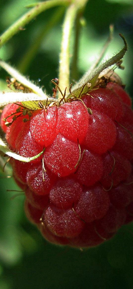 raspberries, red, berry, branch, ripe, leaves, green