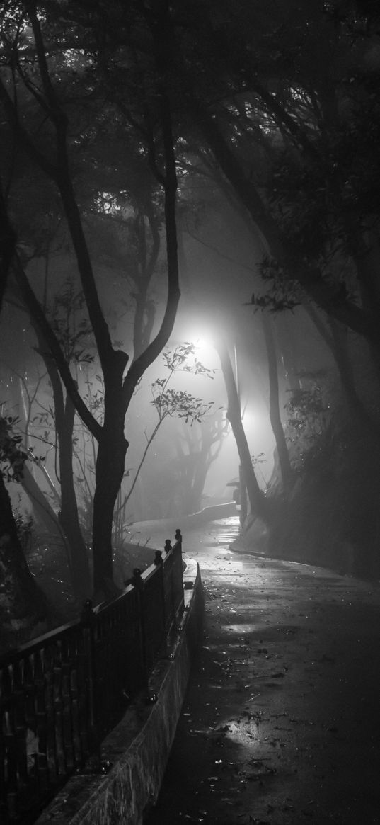 road, turn, trees, fog, park, night