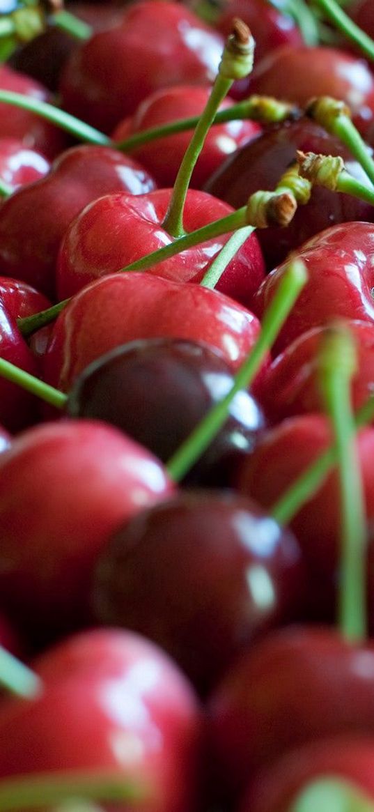 cherry, black, branch, ripe berry