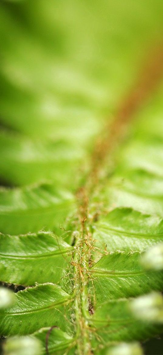 fern, green, leaves, carved