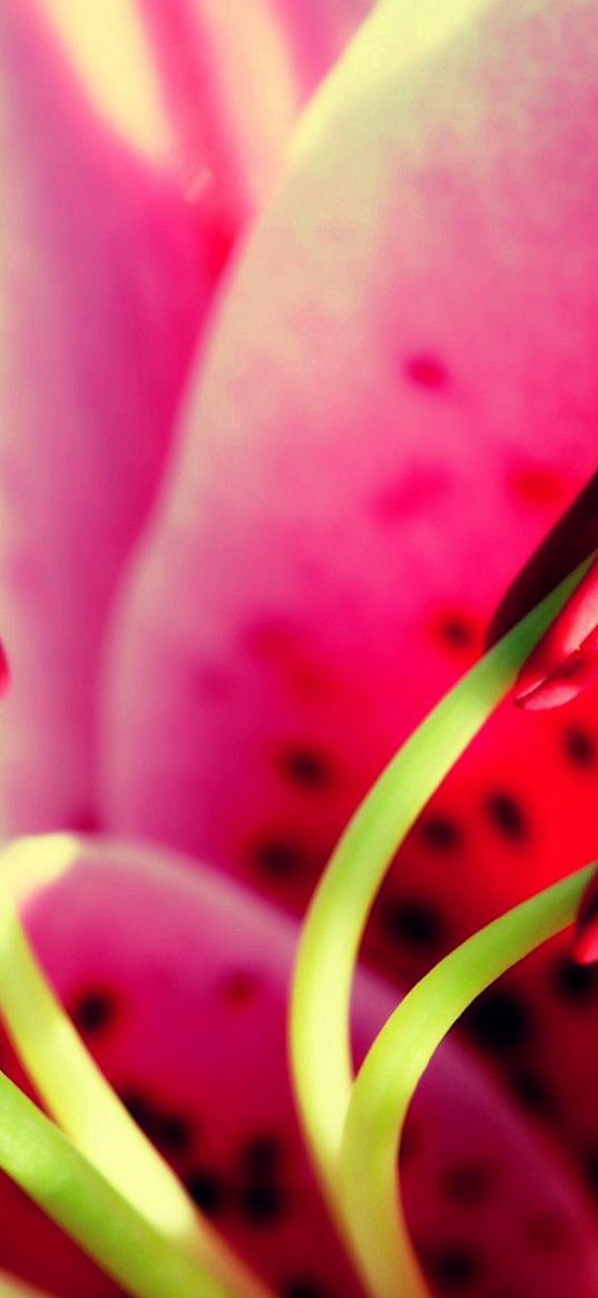 flower, pink, green, pistil, stamen