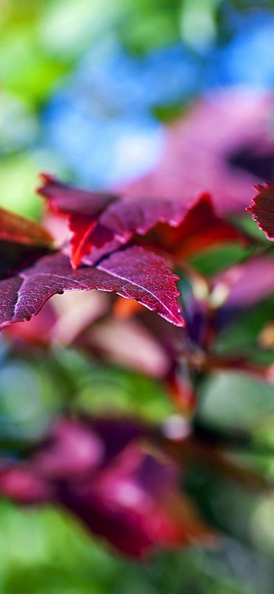 leaves, lilac, violet, branch, green