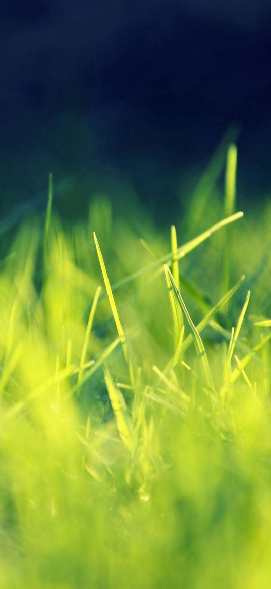 grass, green, bright, light