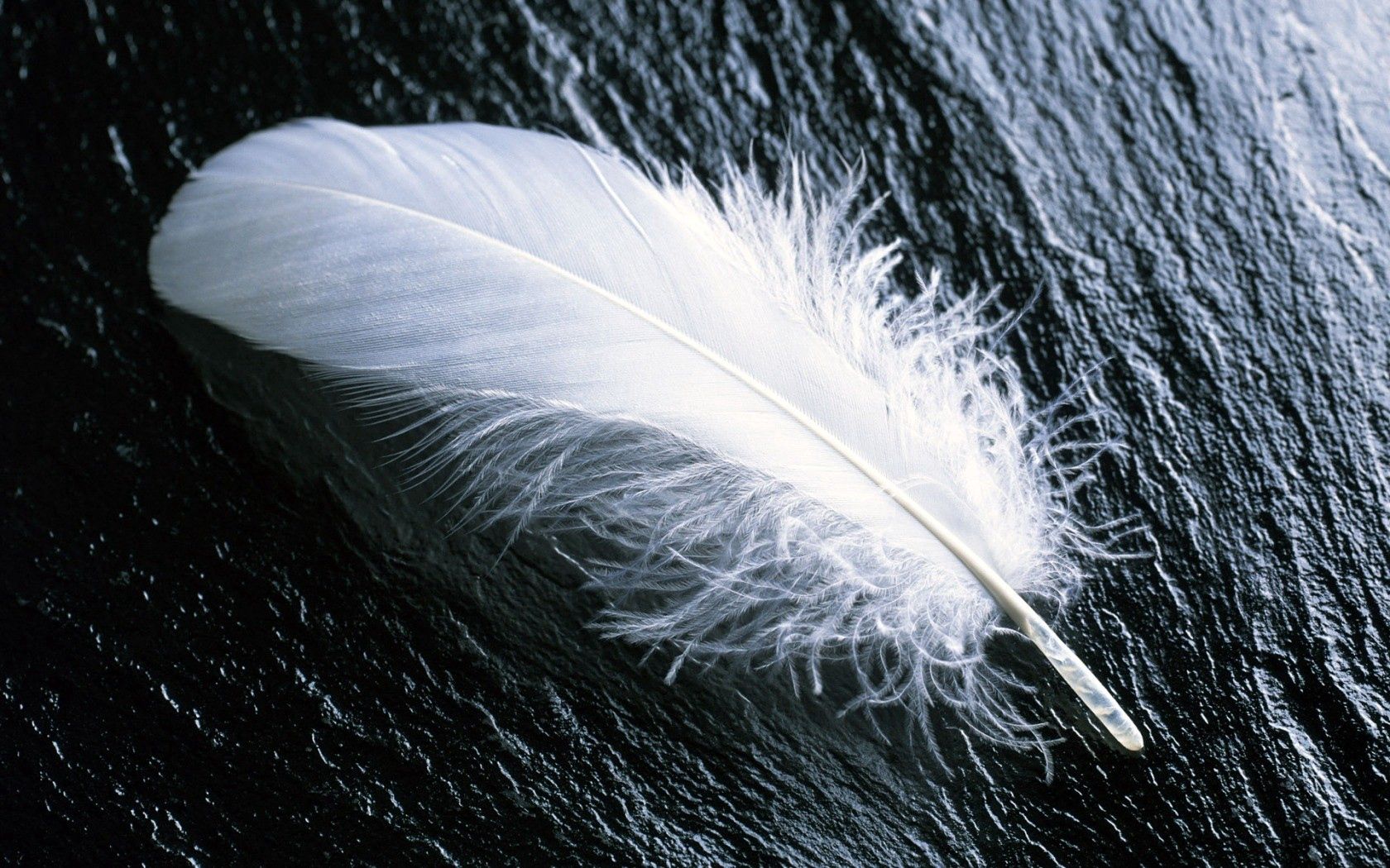 feather, white, feathers, wood