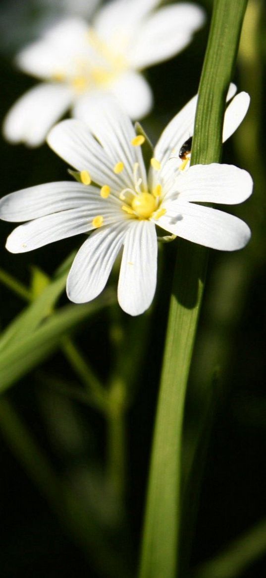 flowers, white, green, bright