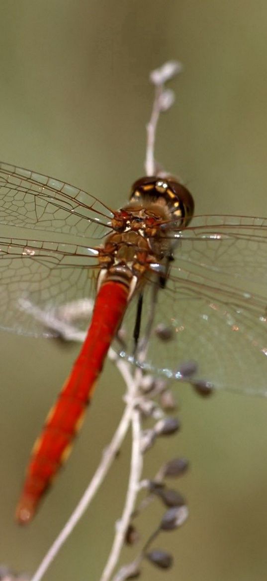 dragonfly, insect, leaves