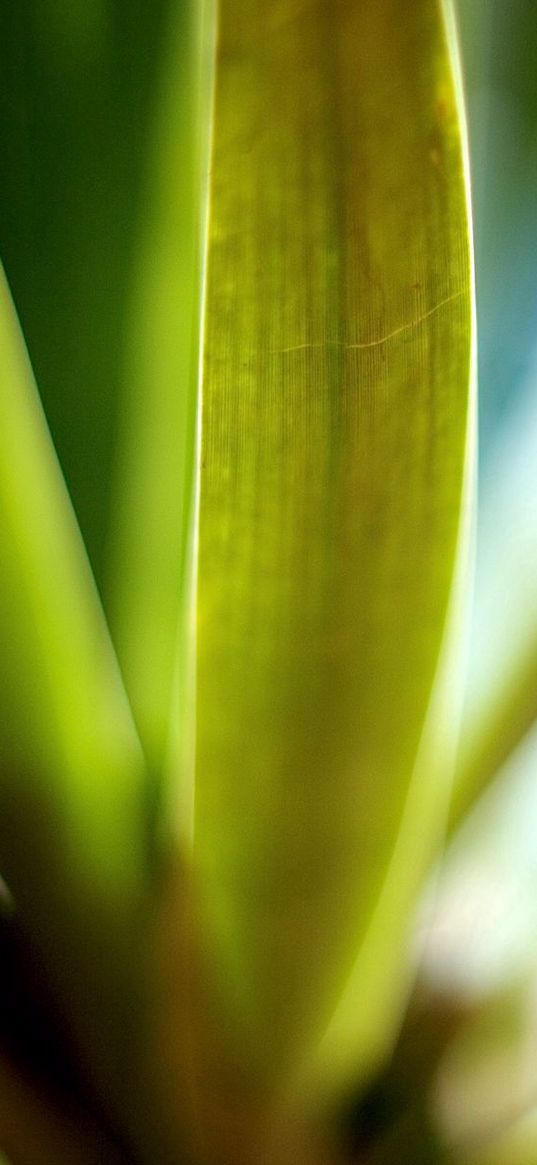 leaves, green, macro, light