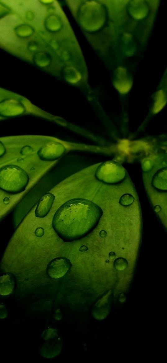 leaf, green, black, carved