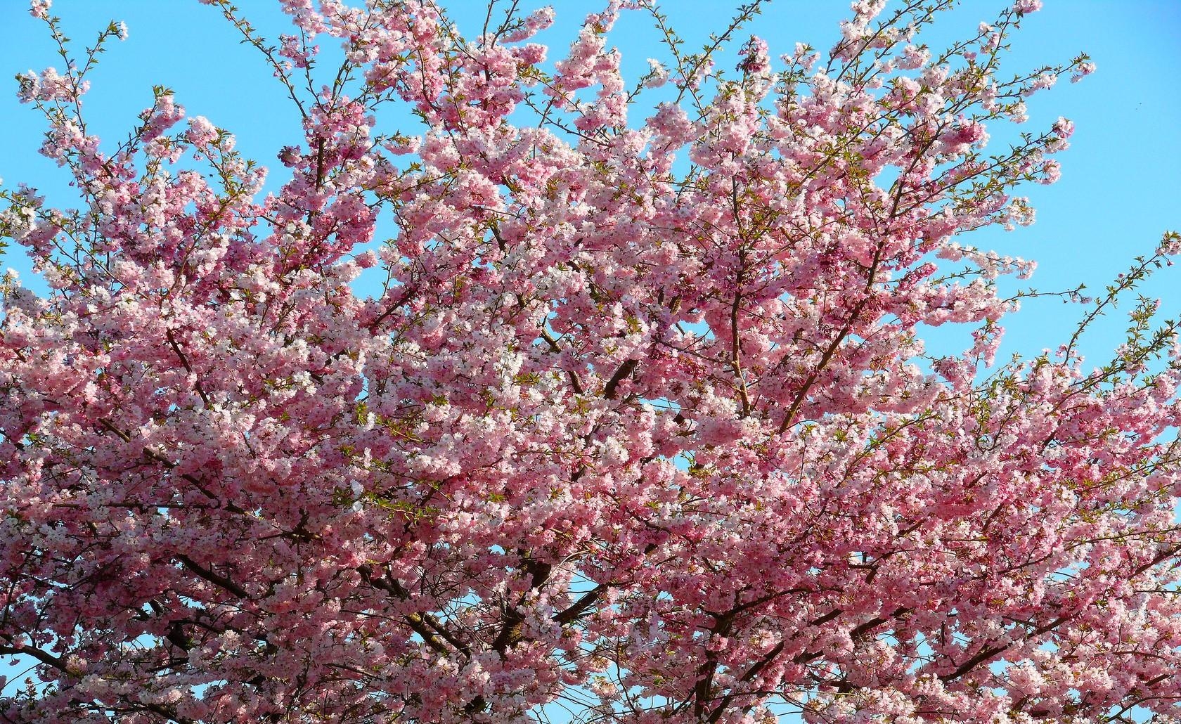 sakura, bloom, sky, branch, spring, mood