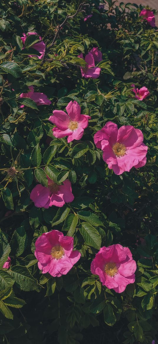 rosehip, flowers, rose, bush, summer, nature