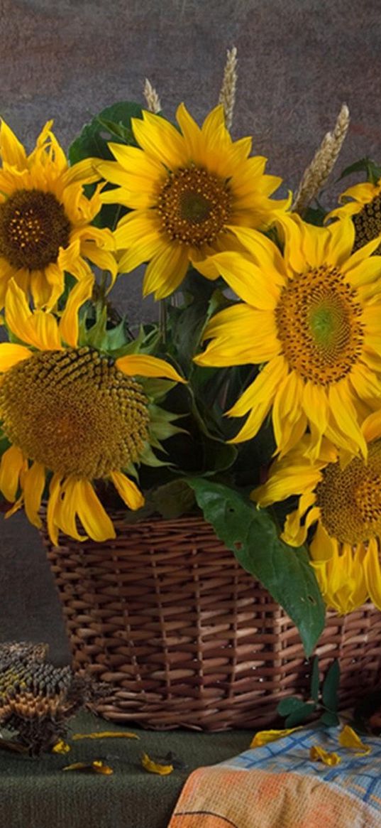 sunflowers, corn, mountain ash, seeds, trash, still life