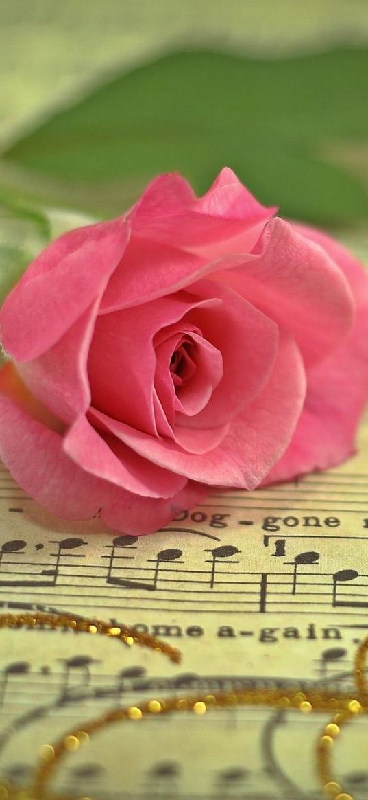 rose, flower, music, thread, gold