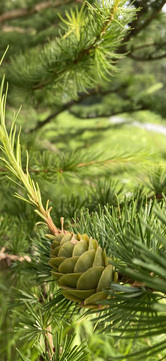 pine cone, needles, fir branches, christmas tree, tree, green, nature