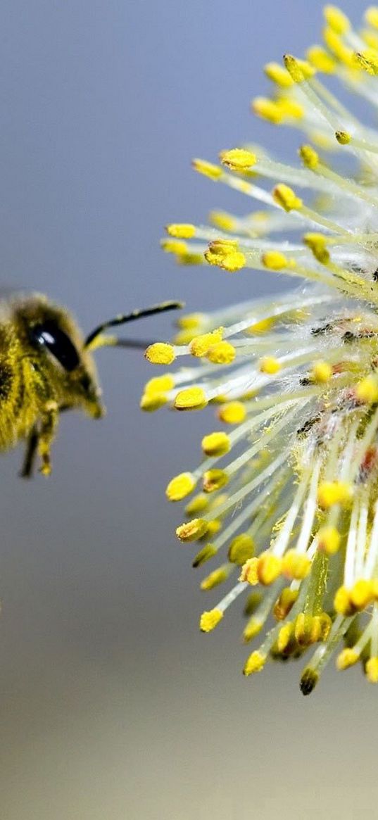 willow, bee pollination, yellow, gray