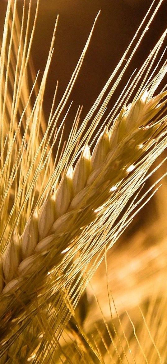 ears of corn, rye, yellow, ripe