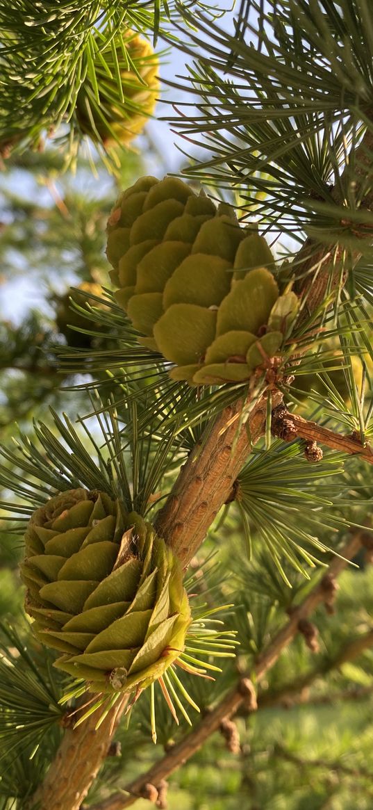 pine cones, needles, fir branches, christmas tree, tree, green, nature