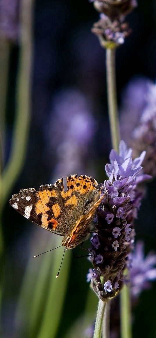 butterfly, purple, orange, spotted