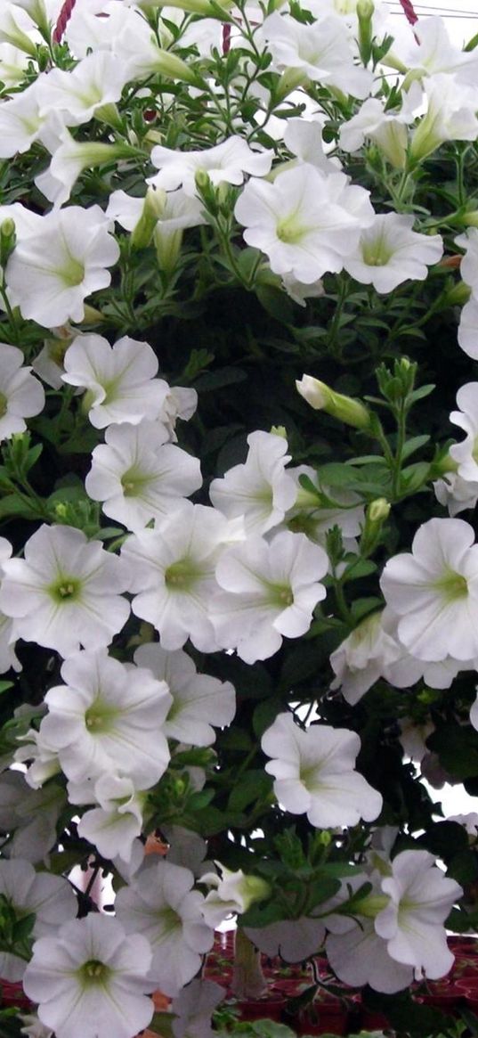 petunia, flowers, white, ball, lot