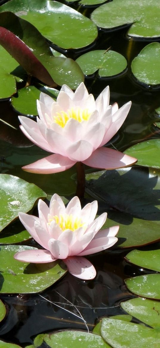 water lilies, water, leaves, pond, solar