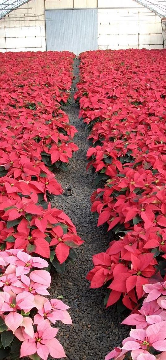 poinsettia, flowers, much, brighter, greenhouse