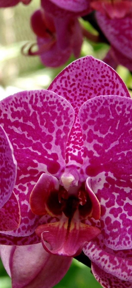 orchid, flower, thistle, close-up