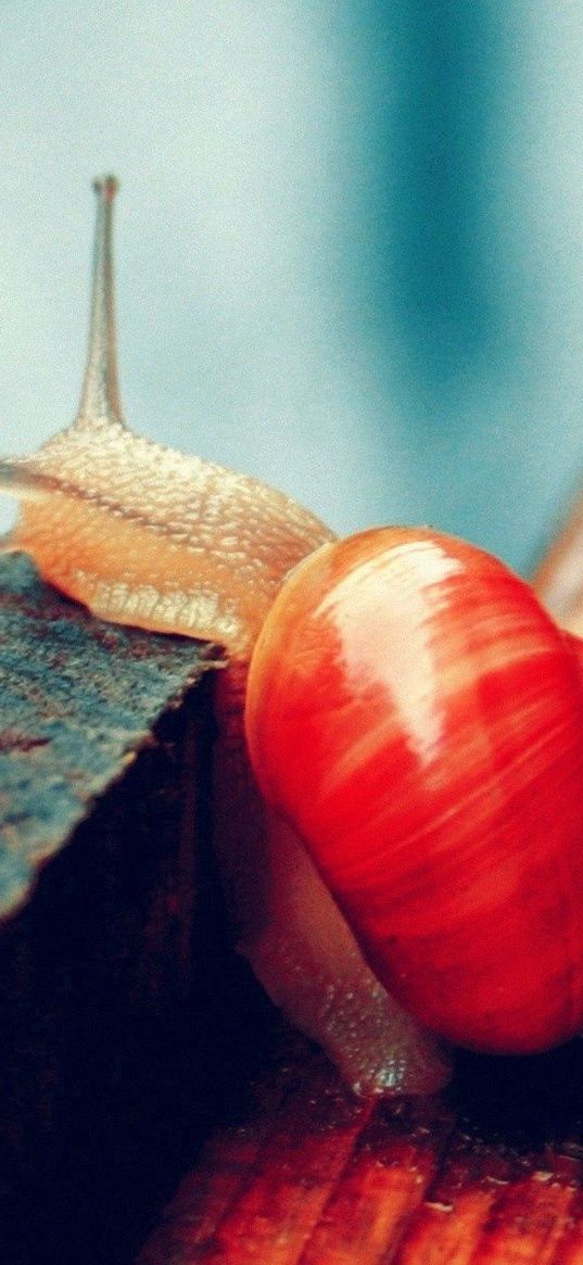 snail, wood, macro, floor