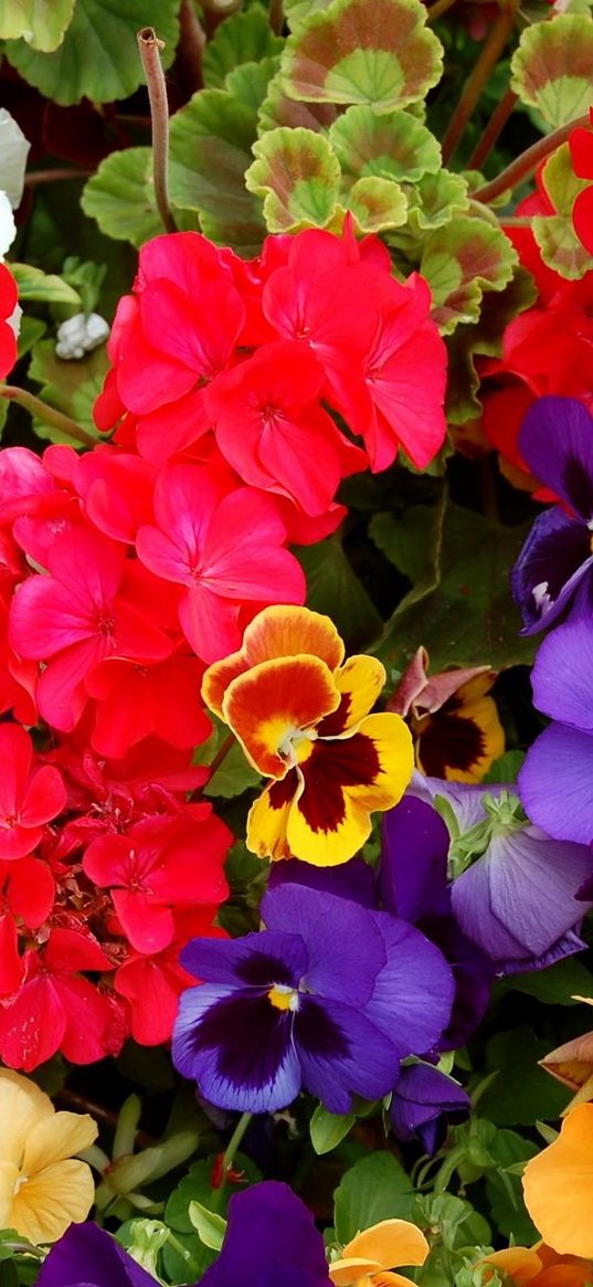 pansies, geraniums, flowers, colorful, different, lot