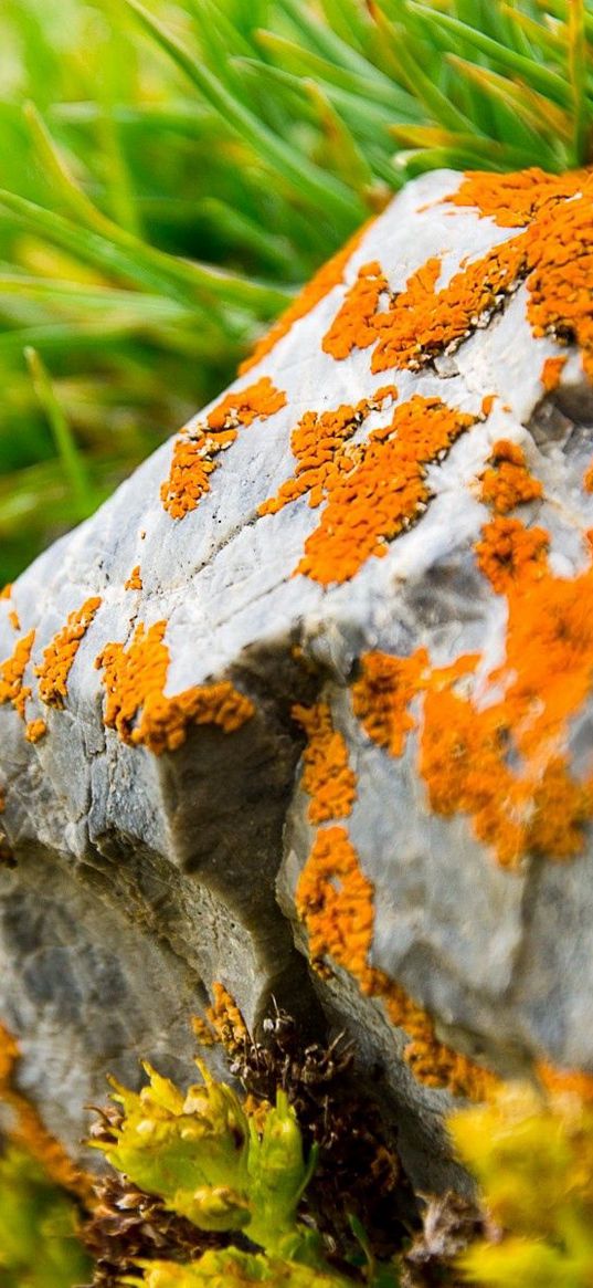 stone, moss, grass, orange, green