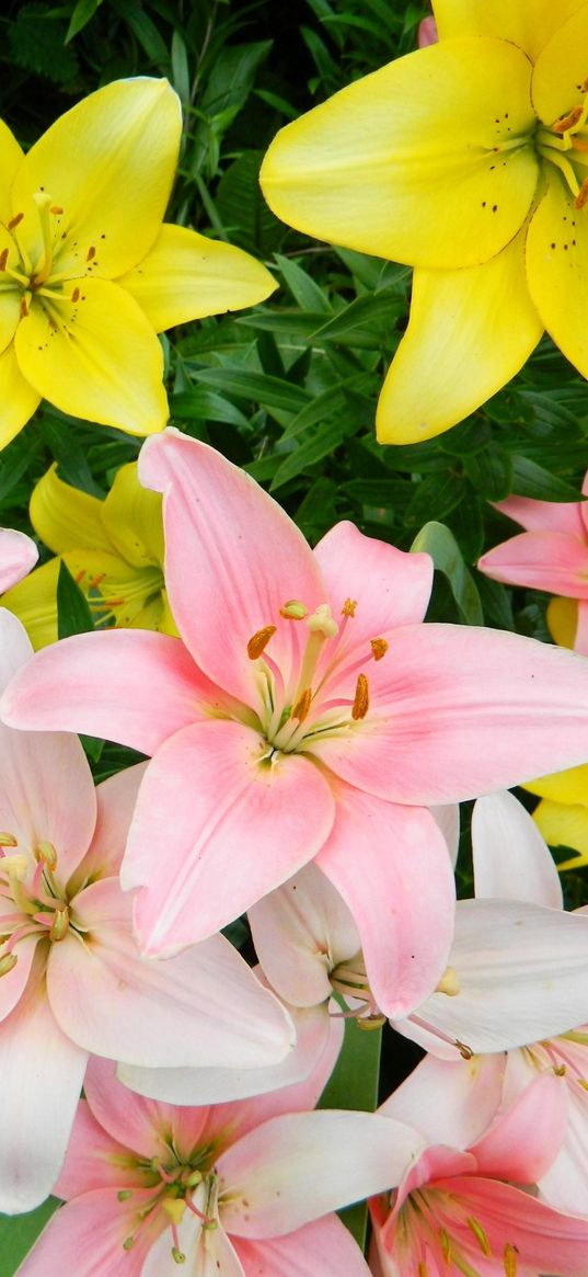 lilies, flowers, colorful, flowerbed, beautifully