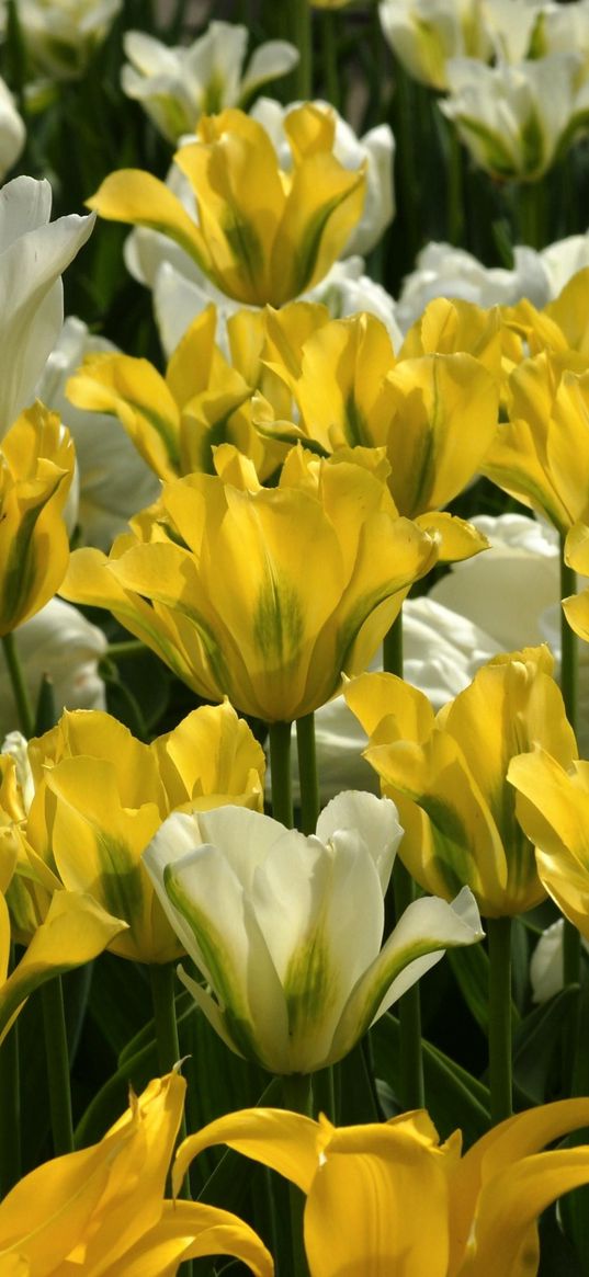 tulips, flowers, flowing, lot