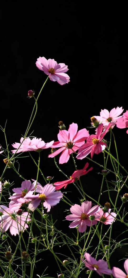 kosmeya, flowers, black background