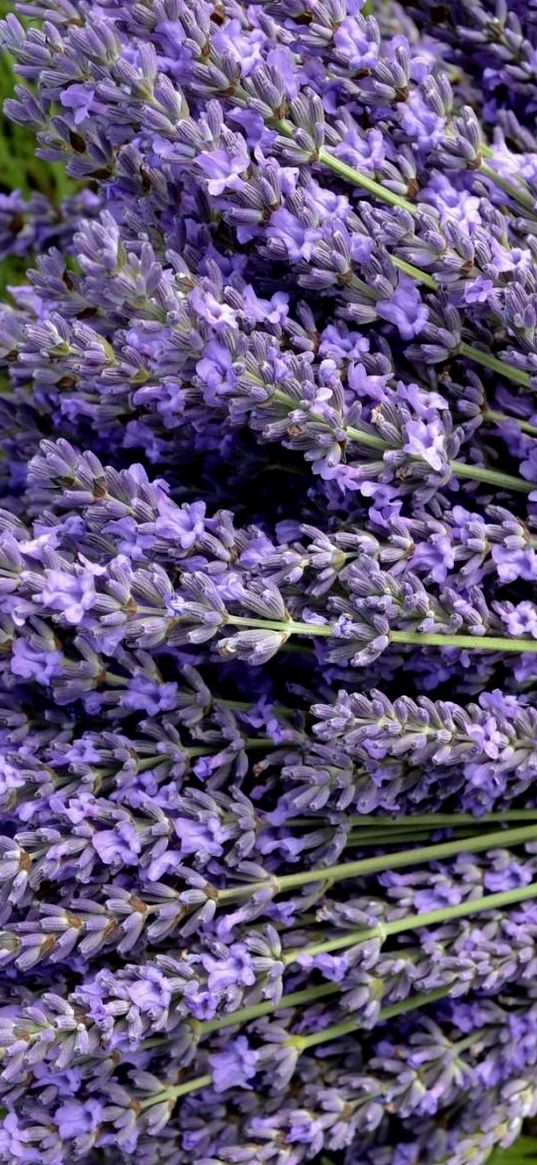 lavender, flowers, bouquets, greens, close-up