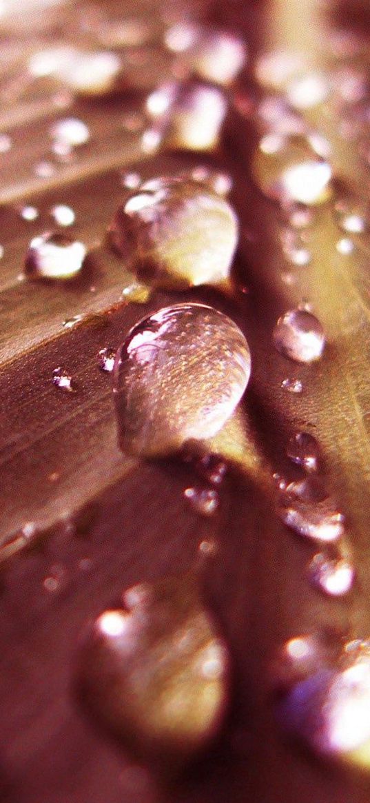 leaf, green, drops, dew