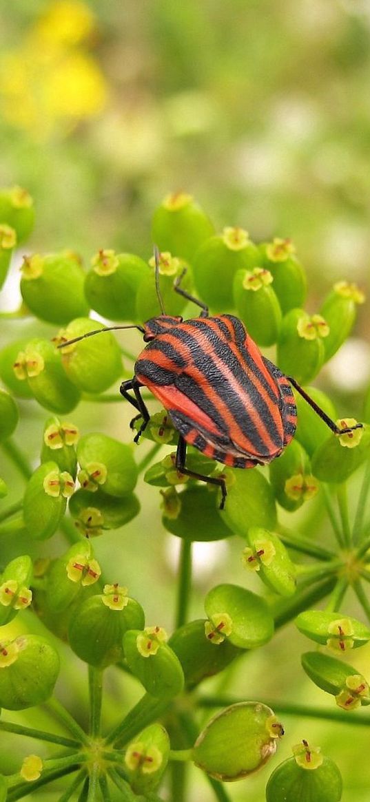 insect, grass, color, stains