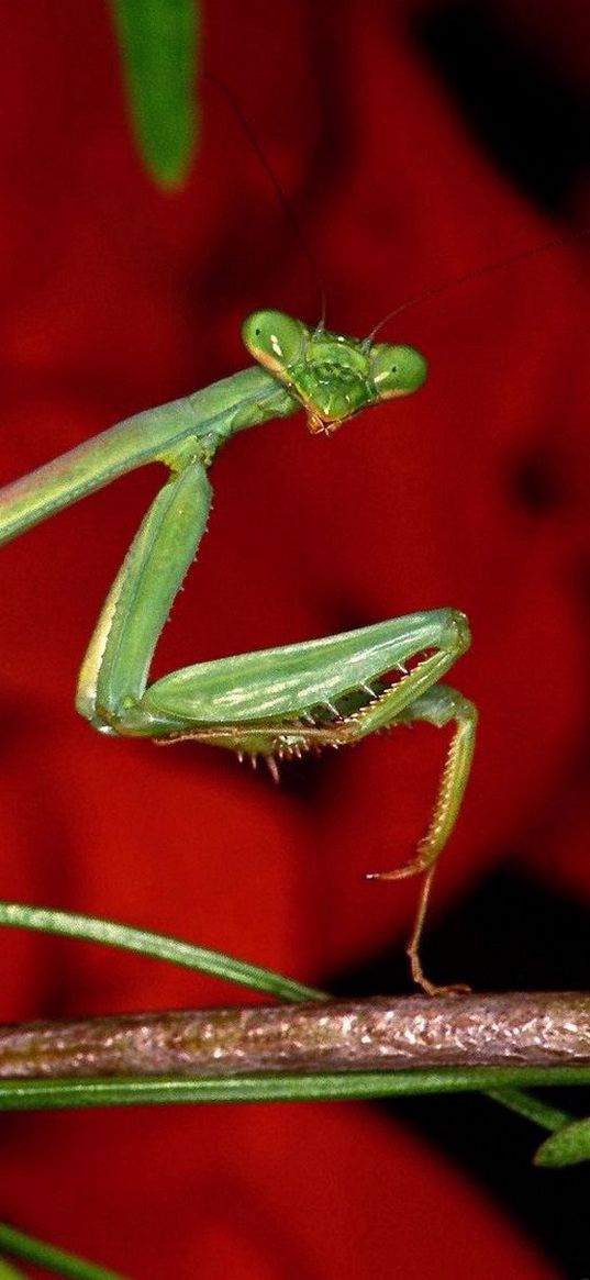 mantis, grass, flower, background, bright