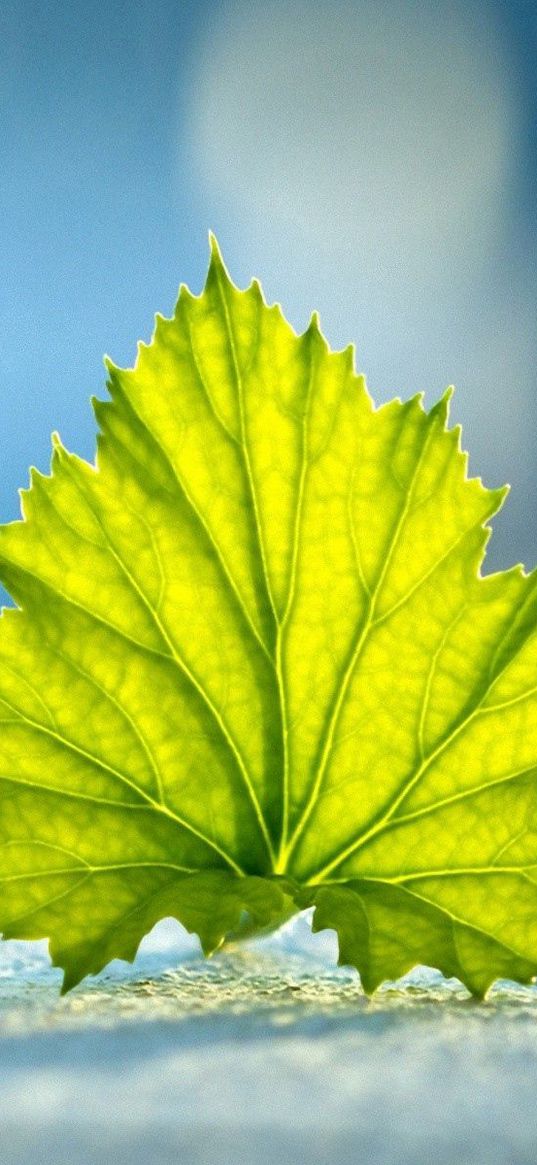 green, leaves, blue