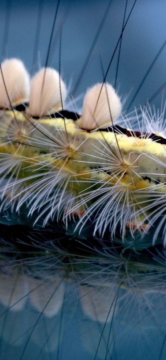 caterpillar, striped, hair, insect