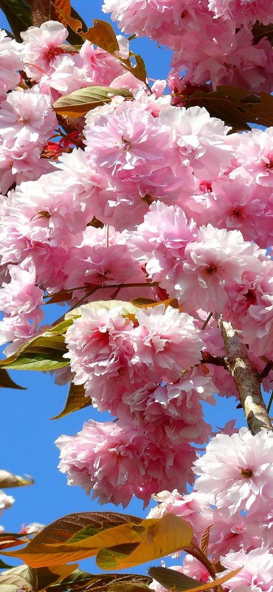 sakura, bloom, sky, spring, twig, leaf