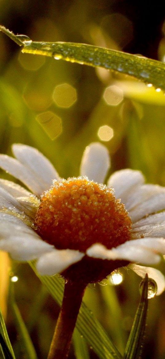 daisy, wet, dew, grass, light