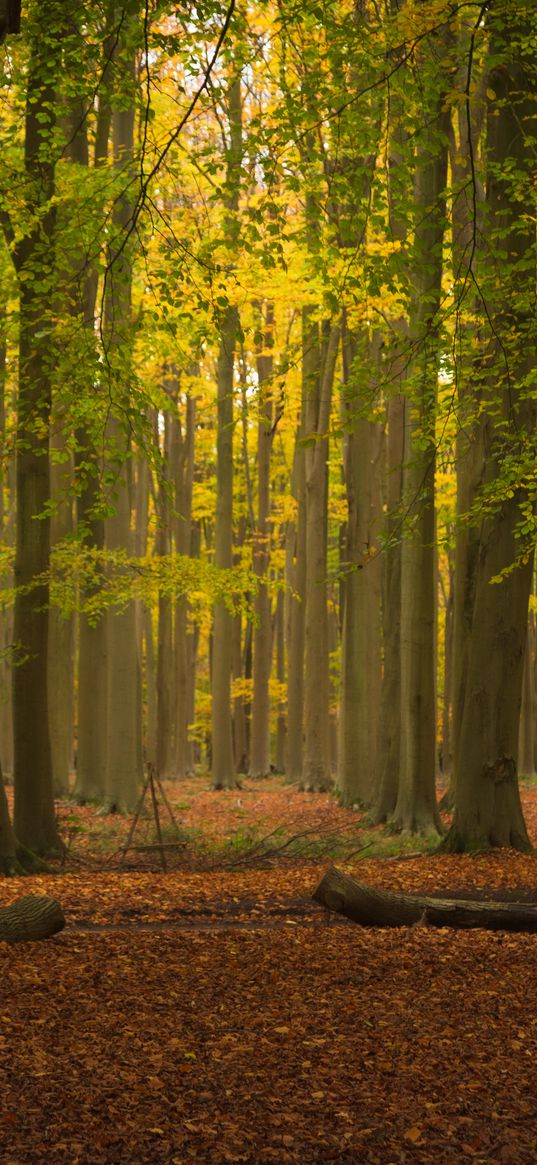 trees, forest, leaves, logs, autumn