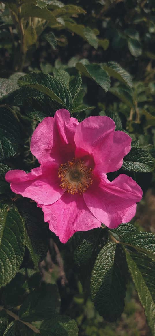 wild rose, flower, pink, floristry, plants, bush, greenery, flowering, summer