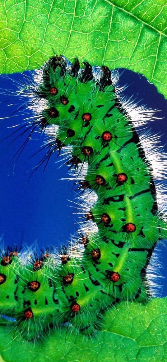 caterpillar, color, leaf, grass