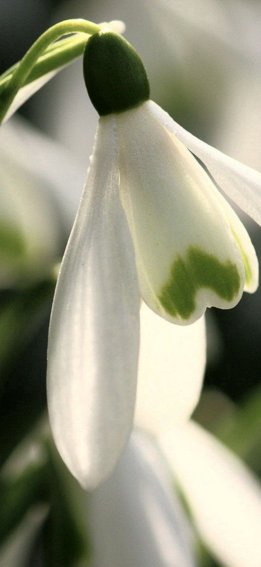 snowdrop, white, green, spring