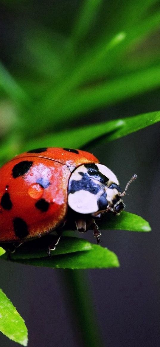 ladybird, color, stains, grass, leaves