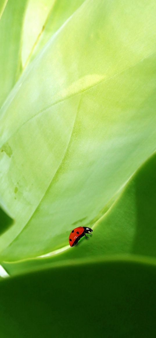 ladybird, grass, crawling, insects, herbs