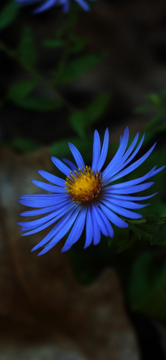 aster, petals, flower, blue, macro