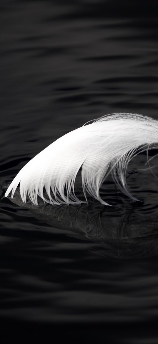 feather, water, ripples, macro, black and white