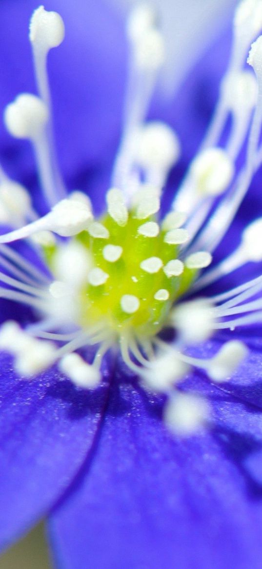 flowers, pistils, stamens, petals