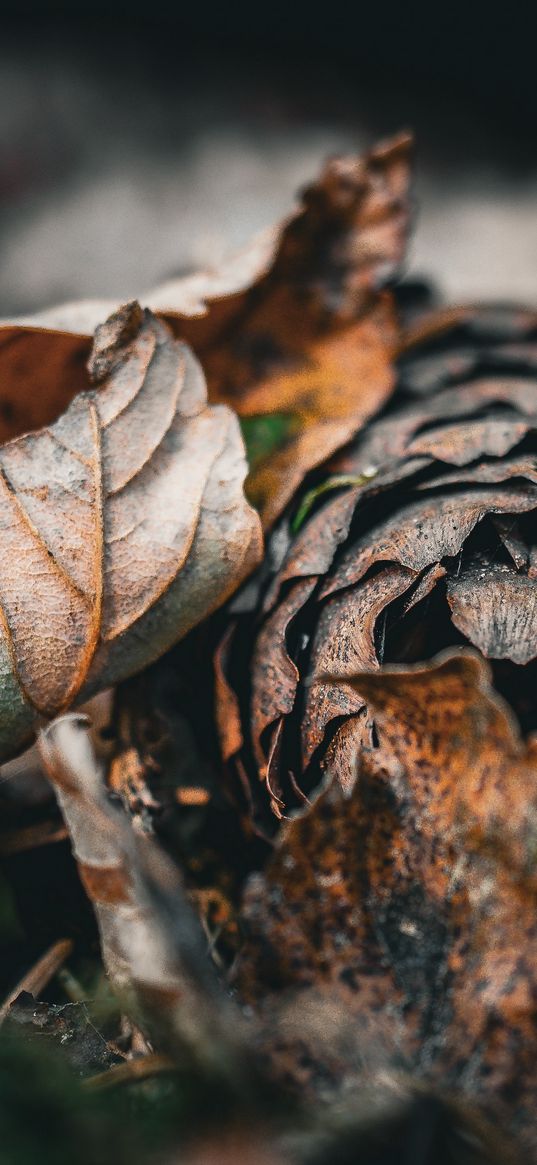 leaf, cone, autumn, macro, dry