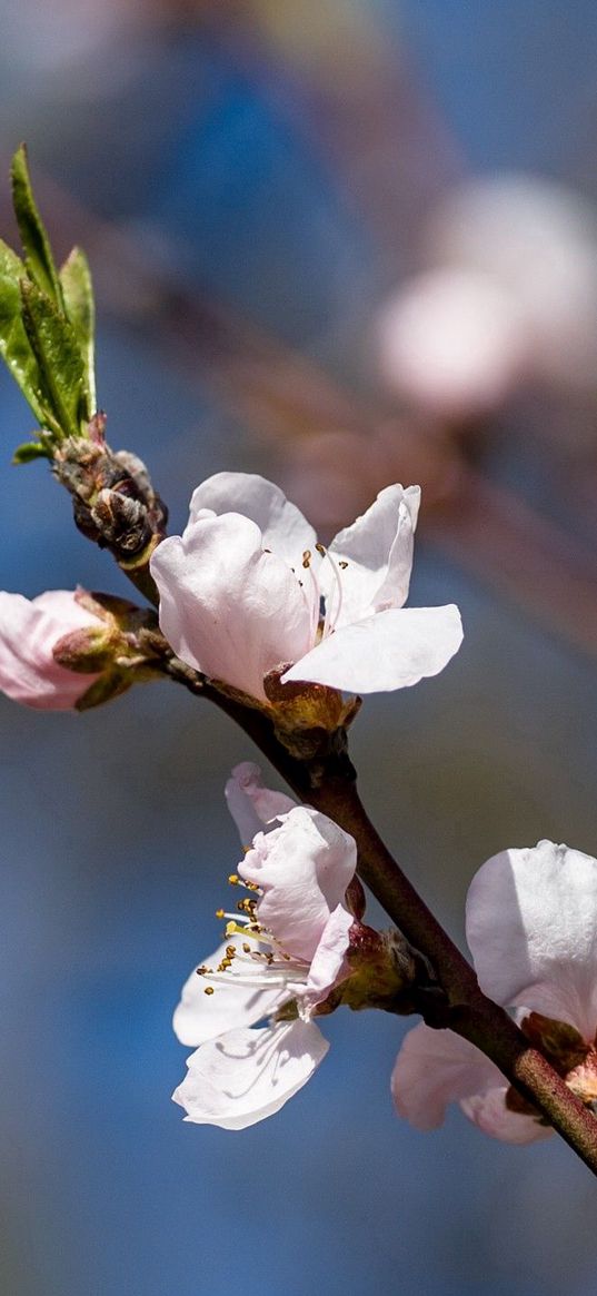 flower, plant, twig